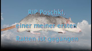 RIP Poschki einer meiner ersten Ratten ist gegangen [upl. by Atinra]