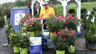 How to Care for Knock Out Roses [upl. by Clary]