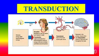 TRANSDUCTION  Applied psychology for Nursing [upl. by Mersey319]