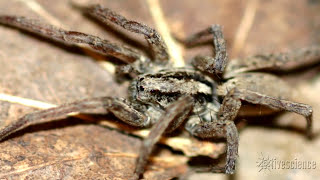 Spiders Creepy Mating Purr Recorded by Researchers [upl. by Anhpad]