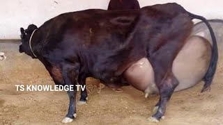 Top 10 Biggest Udder Highly Milking Cows DairyFarming [upl. by Alano275]