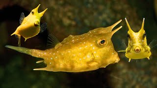 Cowfish – Oceans Most Unique amp Quirky Creature [upl. by Trill]