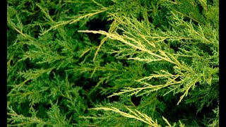 Tipos de enebros o juniperus  Decogarden [upl. by Svirad185]