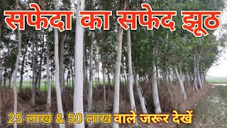 Eucalyptus Farming full Information  सफेदा नीलगिरी यूकेलिप्टस की खेती की पूरी जानकारी [upl. by Rhu]