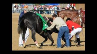 Famous Racehorses [upl. by Naenej309]