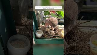 This mother turtledove has been helped by a family to care for her babies animalshorts [upl. by Ayidah]