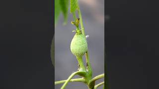 Black walnuts blooming and pollination [upl. by Luckin]