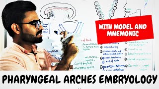 Pharyngeal Arches Embryology PHARYNGEAL APPARATUS [upl. by Notrem]