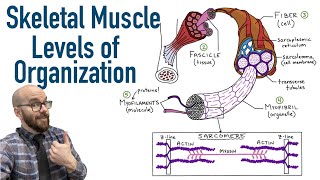 Skeletal Muscle Levels of Organization  Filament Basics [upl. by Airuam]