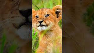 The Hidden Life of Lion Cubs Exposed [upl. by Neraj288]