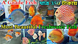 ডিসকাস মাছের সেরা ঠিকানা 🐠 Aquarium Fish Shop Rishra  Imported Discus Fish Price [upl. by Latty]