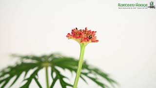 Jatropha multifida [upl. by Nednarb]