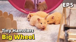 When Tiny Hamster Babies See a Big Wheel For The First Time [upl. by Neahs]