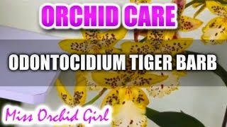 Orchid Care  Odontocidium Tiger Barb [upl. by Anagrom367]