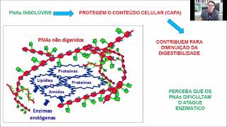 Nutrição de não ruminantes  Estrutura digestão e metabolismo de carboidratos  parte 01 [upl. by Chambers]