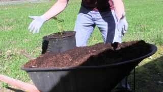 Potting up Rhododendrons at Kincaids Nursery Part 4 From the Propagation Bed to the Pot [upl. by Nylrebmik]