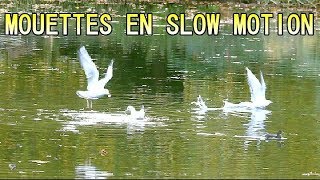 MOUETTE RIEUSE en SLOW MOTION  Ballet audessus de leau [upl. by Salena]