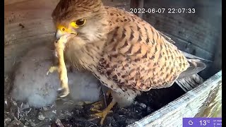 Warning Sad video 2 dead birds Pas op triest filmpje 2 dode vogels Torenvalk avond 7 juni 2022 [upl. by Quillan503]