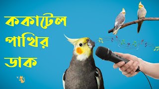 ককাটেল পাখির ডাক  Cockatiel Bird sound  Pet House BD [upl. by Ybok]