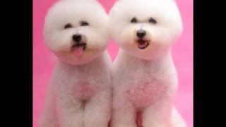 Cutest Dogs Breeds in The World And Cutest Dog Pics For Cutest Dogs Names Ideas And Tips [upl. by Suirauqram]