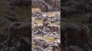 Danger ram sheep in the hill side shortvideo shorts [upl. by Pomfret475]