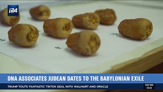 Israeli Scientists Have Revived Ancient Judean Dates From Extinction [upl. by Ethelinda]