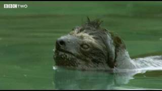 Rare Swimming Pygmy Sloth  Decade of Discovery  BBC Two [upl. by Autrey541]