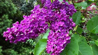 Beautiful and Fragrant Lilac Flowers  Syringa Flowers [upl. by Ahsatal90]