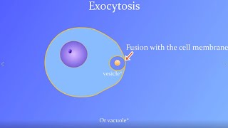 Exocytosis Animation with a real Paramecium [upl. by Ahsuatal]