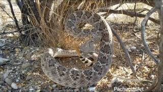 Western Diamondback Rattlesnake wakes up suddenly [upl. by Drain]