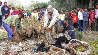 ऐसा हैरतअंगेज कारनामा पहले कभी नहीं देखा एक साथ 3 अजगर सांपों को इतने भीड़ में कैसे रेस्क्यू किया।😱 [upl. by O'Kelly596]