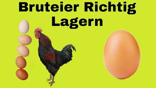 Bruteier Richtig lagern [upl. by Lolita]