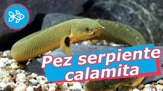 Pez CALAMITA · Serpiente de ACUARIO 🐍 [upl. by Sivrat29]