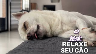 Música relaxante para ajudar seu filhote a se acalmar e dormir 💤 [upl. by Yendis80]