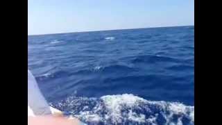 DAYTIME SWORDFISHING MONSTER SWORDFISH OVER 600 LBS CAUGHT ON THE BOOBY TRAP [upl. by Nedaj]