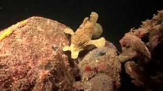 Crazy Animal Attack  Giant Frogfish eats poisonous Lionfish [upl. by Anilesor]