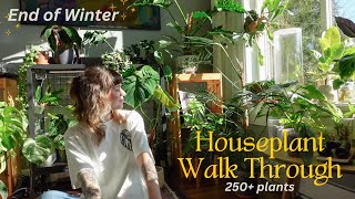 🌿 houseplant collection walk through before spring updates on repots blooms etc 250 plants [upl. by Muriah]