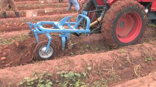 How To Harvest Potatoes [upl. by Eiralih]