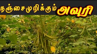 indigofera tinctoria அவுரியின் வைத்தியம்  avuri medicine [upl. by Trotta]