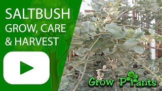 Saltbush  grow care harvest and eat Atriplex [upl. by Alleuqram]