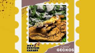 Lagartixas Geckos em Maringá no Paraná [upl. by Norahs920]