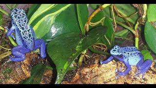 Vivarium Basics  Turning an Aquarium into a Dart Frog Vivarium [upl. by Oilla]