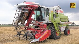 Claas Dominator 88 SL Maxi mit Geringhoff Klappschneidwerk 54m  Mähdrescher mäht Roggen [upl. by Kato]