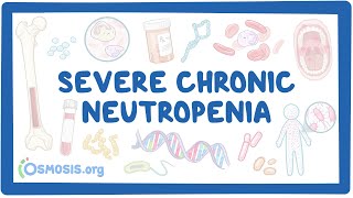 NORD  Severe Chronic Neutropenia [upl. by Dunaville]