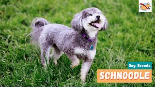 Schnoodle A Dog Lovers Guide To The Fun Playful Schnauzer Poodle Mix [upl. by Airel61]