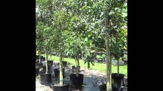 Mahogany Trees  Caoba in South Florida  7862552832  We Deliver [upl. by Selia330]