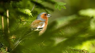 Beautiful Chaffinch singing in a late spring forest  Bird song [upl. by Wolsky943]