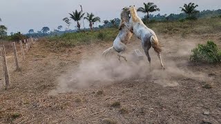 QUE SUFOCO PASSEI Luta para apartar briga dos cavalos [upl. by Akiehsat]