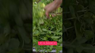 PESTO DE ALBAHACA la mejor receta 🍃 [upl. by Dreda]