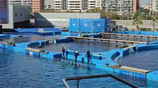 Fantastic Dolphin show at Aquarium Oceanografic Valencia [upl. by Aseyt]